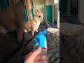 My bad snow… 😂😂 #snowdog #chihuahua #chihuahuafanclub #dog #cute #funny #doglife
