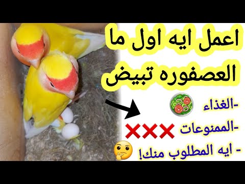 فيديو: كيف تزرع حديقة السلحفاة