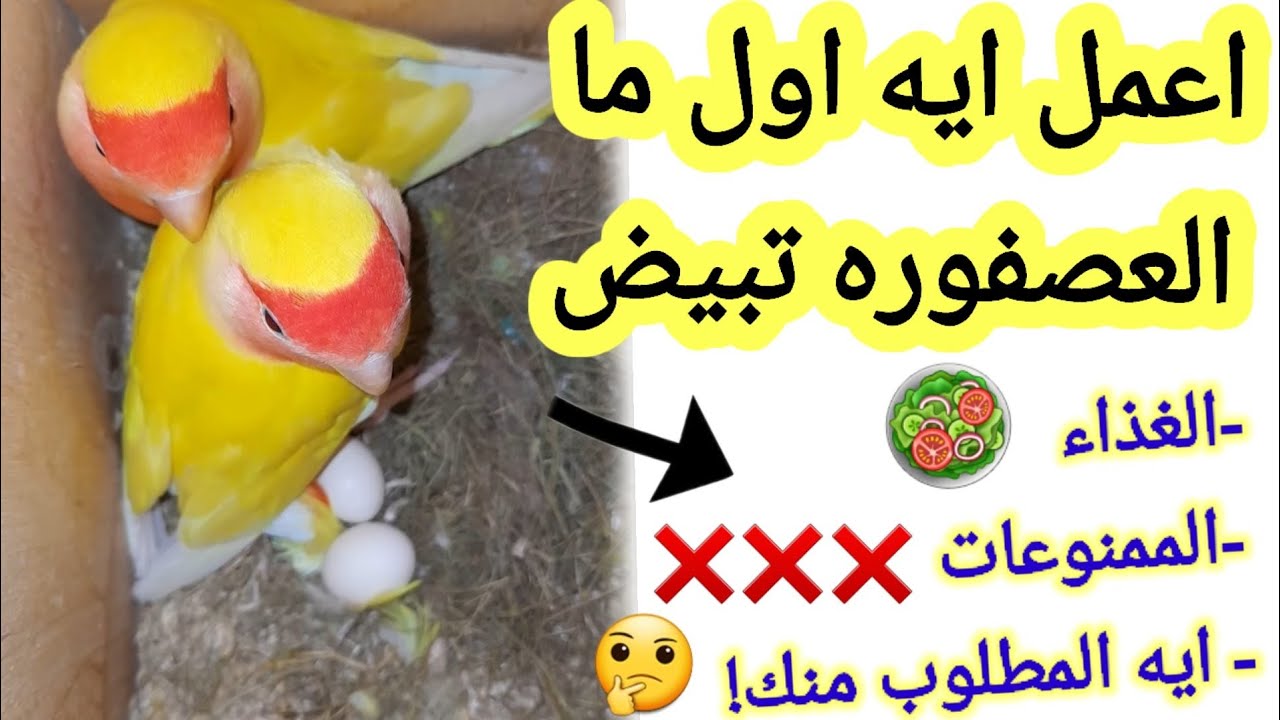 ماذا افعل عندما تبيض الطيور