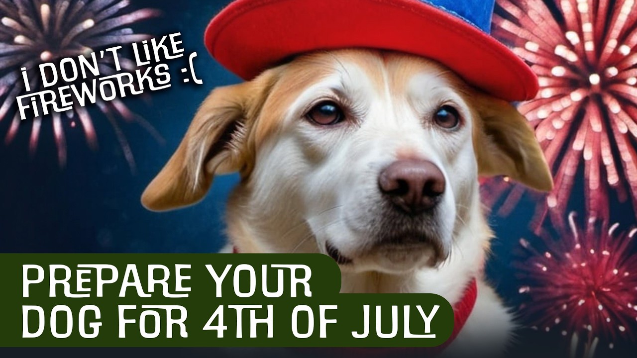 Keep Your Dog Calm During Fireworks 4 Hours of AntiFirework Sounds