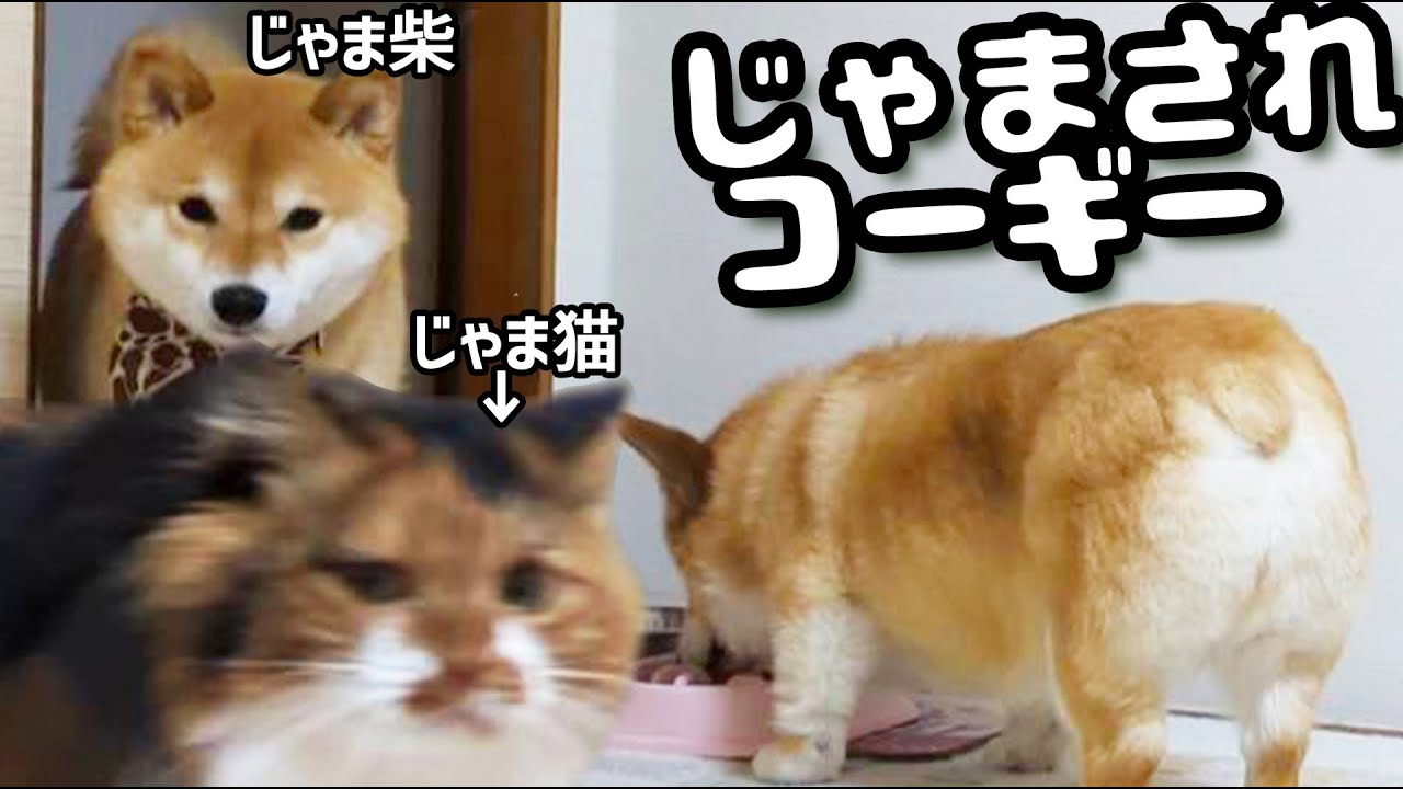 邪魔されるコーギー 柴犬 三毛猫 コーギー Youtube