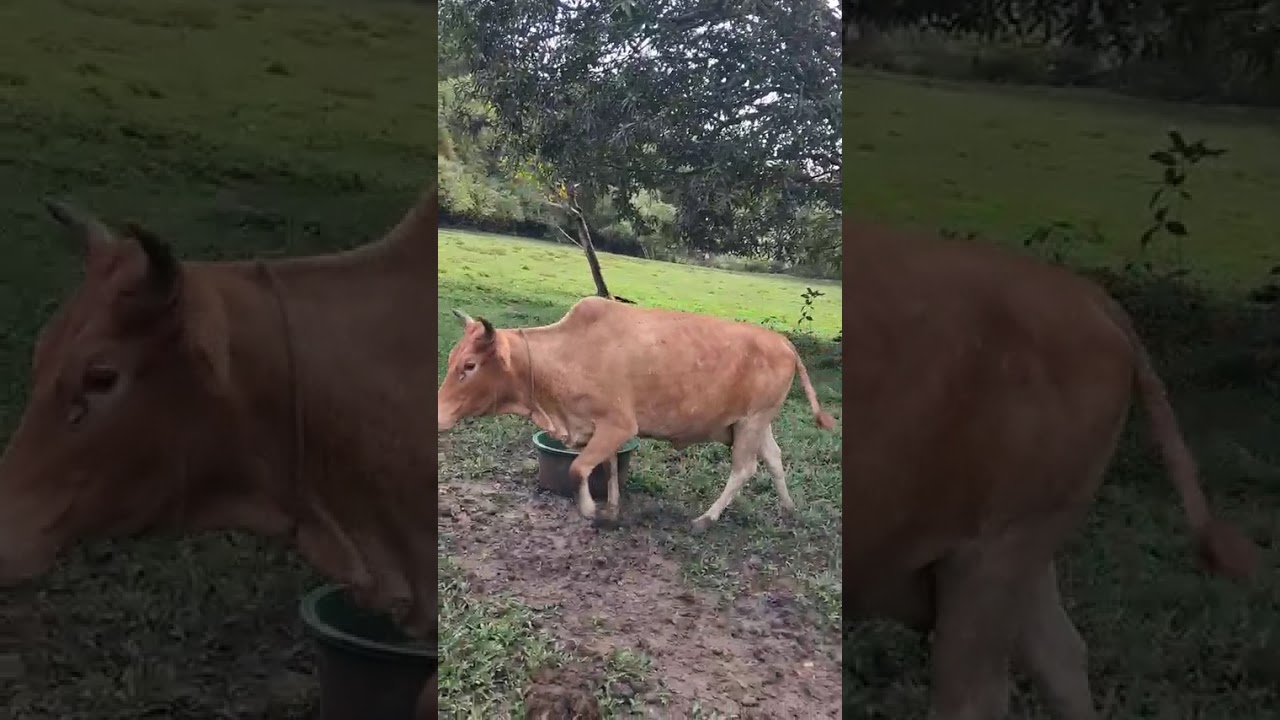 #Farming #Farmers #buhayprobinsya