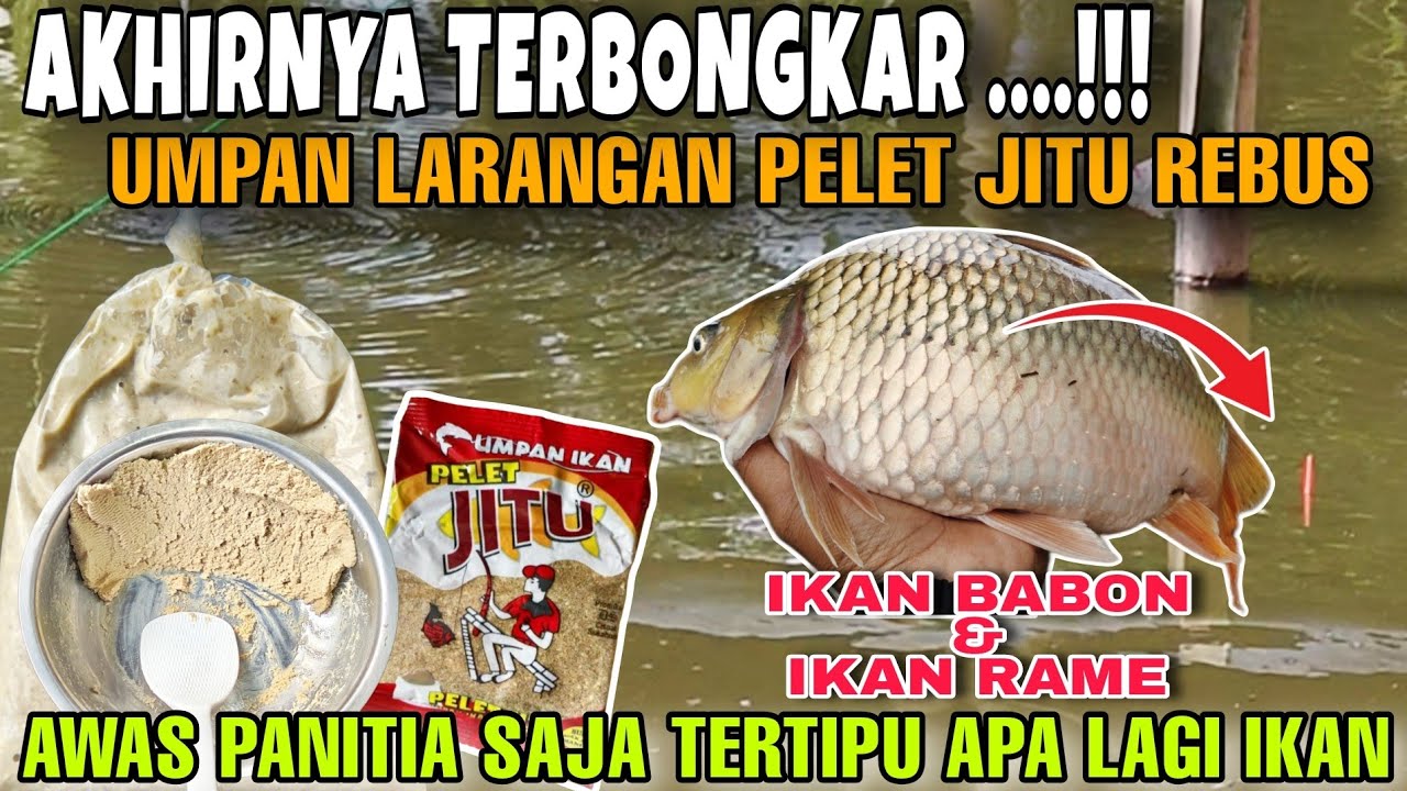 Umpan Larangan Tapi Aman ...‼️ Gak Bakalan Ketahuan Pemilik Kolam // Umpan Ikan Mas Babon & Rame