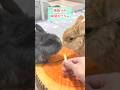 一瞬の隙に全てを奪っていくウサギがプロすぎた。 #rabbit #うさぎのいる暮らし #うさぎ #bunny #ウサギ #ネザーランドドワーフ #cuteanimals