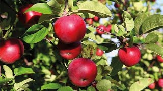 اتبع هذه الخطوات وسوف تحصل علي شجرة تفاح قوية ذات ثمار غزيرة apple cultivation