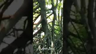dapat berbunga sepanjang tahun #anakcemerlang #ilmupengetahuan #flora #bakau