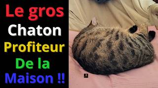 Isidore Le Pe Chat Gros Pépére 