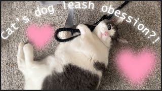 Cat's dog leash obsession?! Pawty Squad #PawtySquad #pets #dog #cat