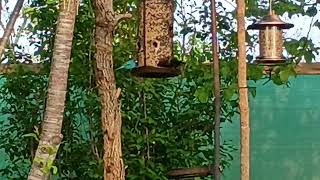 Indigo bunting at my feeder!