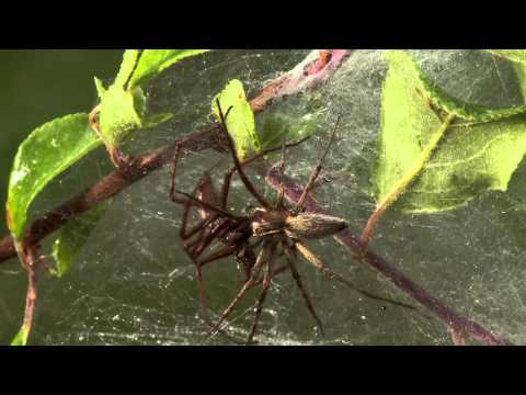 Super Spider : le règne de l'araignée