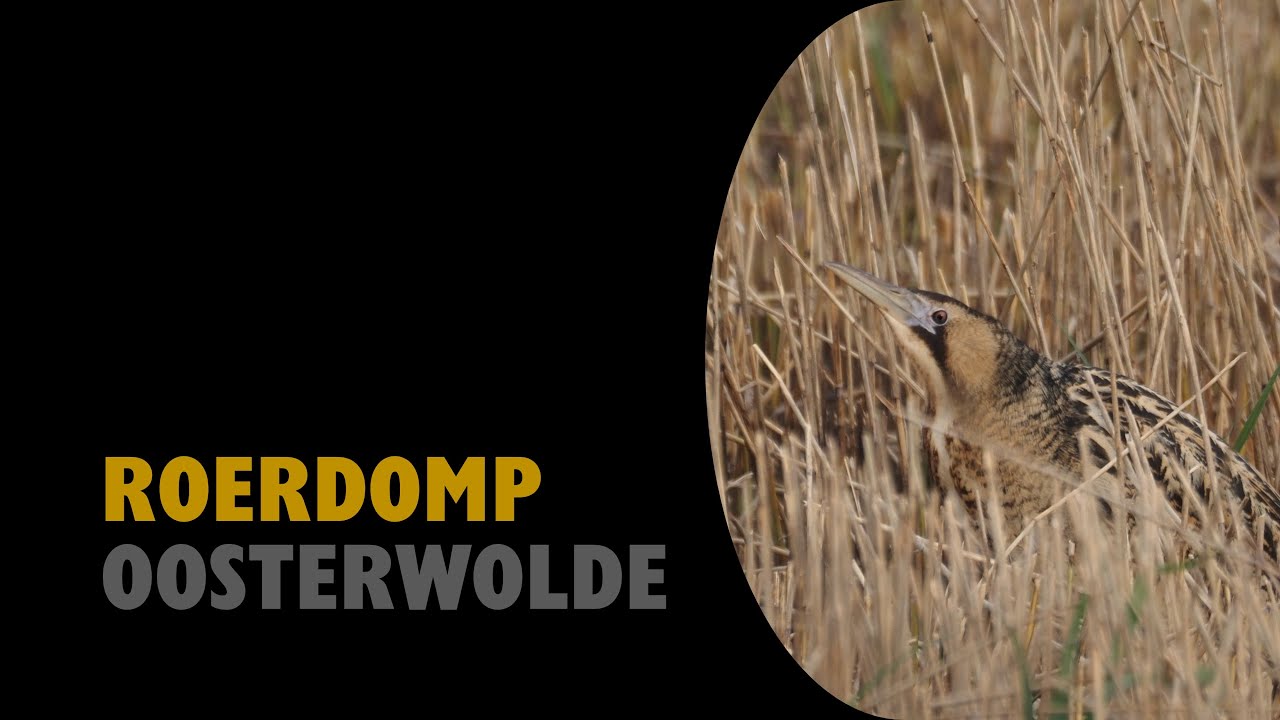 Roerdomp | Oosterwolde | Oldebroek | Birding (NL)