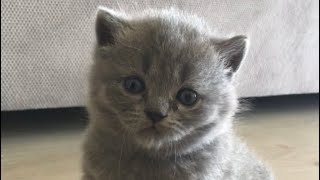 British Shorthair Babies British Sevimli Yavrular 