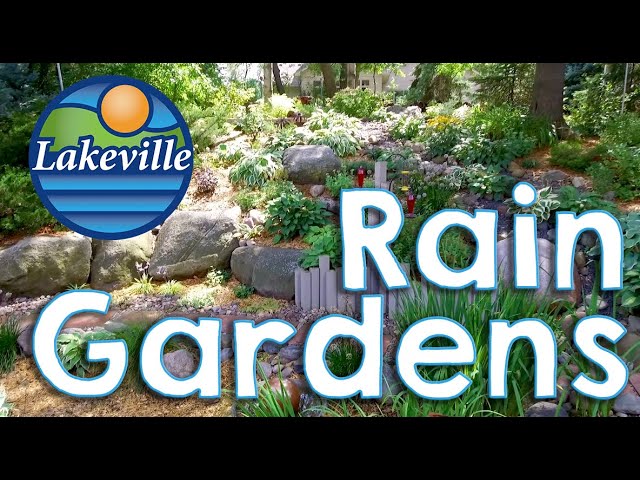 Build a Rain Garden ☔️🌊❄️ Step by Step Instructions that Makes it Easy 