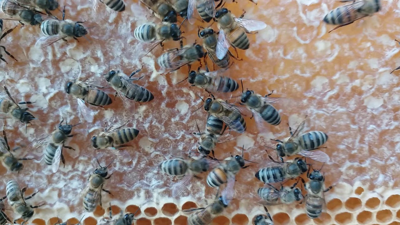 شاهد قبل الحذف ... الجزء الثاني من زهرة البرسيم والعسل الناضج