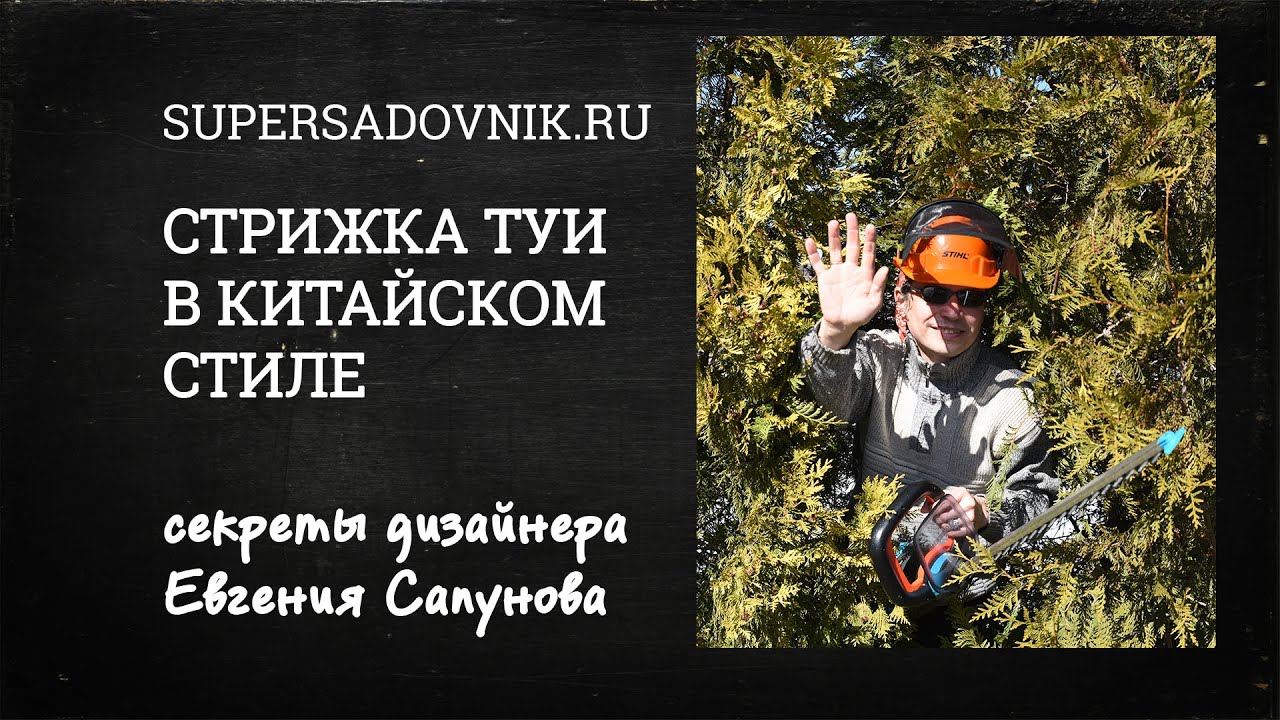 Стрижка туи для сада в китайском стиле