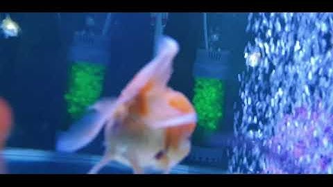 Goldfish Introduction