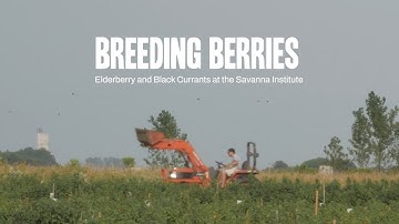 Breeding Berries | Elderberry and Black Currants at the Savanna Institute