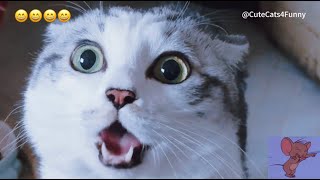 Funniest Cute Cats 20240509 #funny #funnyvideo #cat