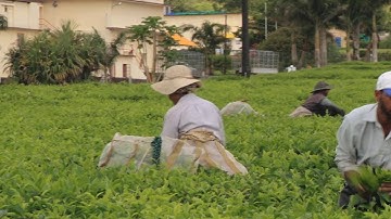 PEFA Assessments in Mauritius