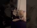 子犬に懐かれすぎてちょっと迷惑そうな先住猫 #シベリアンハスキー #ハスキー #猫