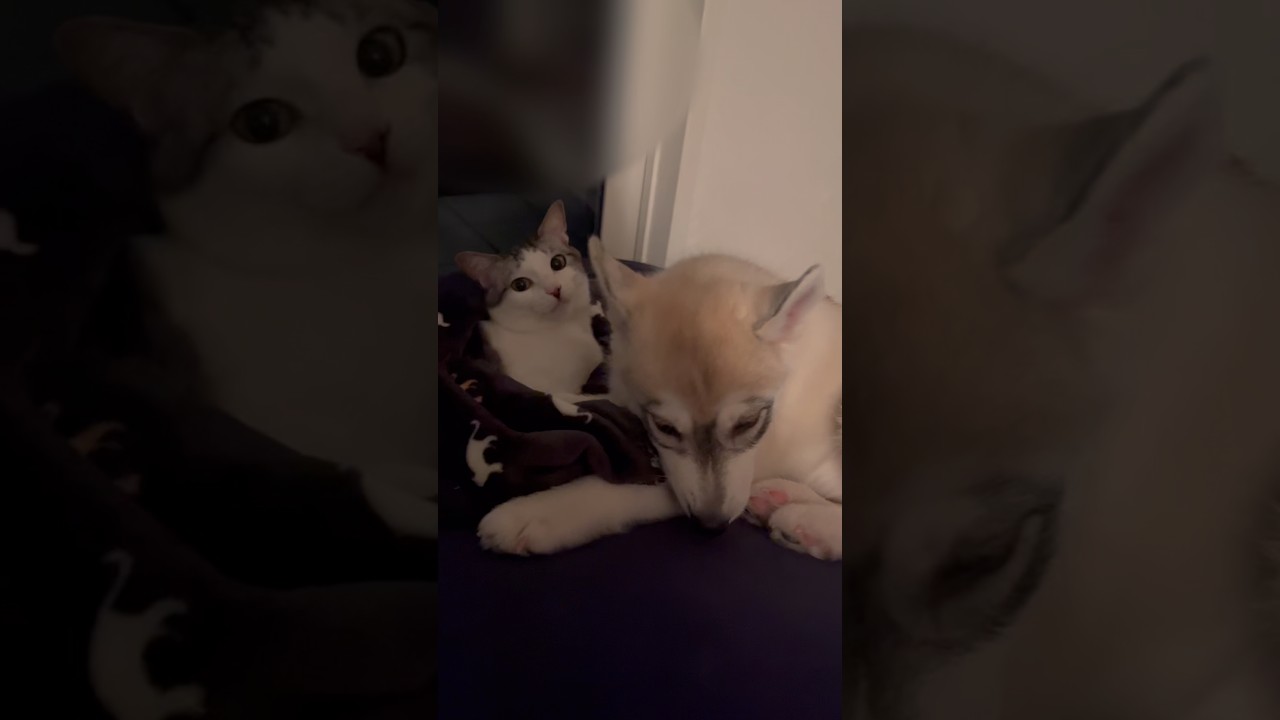 子犬に懐かれすぎてちょっと迷惑そうな先住猫 #シベリアンハスキー #ハスキー #猫