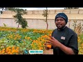 KILIMO HALISI UKILIMA NYANYA PANDA MAUA HAYA YA MIUJIZA NYANYA ZITAZAA MPAKA UCHANGANYIKIWE 