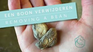 Paard - Een Boon Verwijderen Horse - Removing A Bean