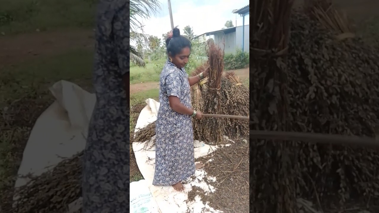 block seeds forming #song #punjabisong