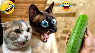 Hilarious Cats and Dogs😹🐶Funniest Animals 2024😼#12