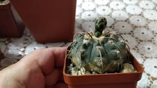 : ...  (Gymnocalicium).