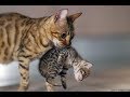 Кот и кошка ворует котят у чужой кошки. Cat steals kittens