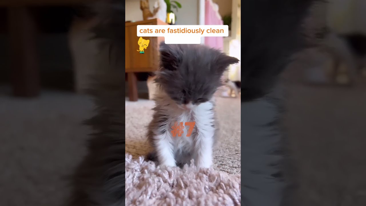 Top 10 Reasons To Have A Cat And How Adopt Or Kitten For FREE This Month 