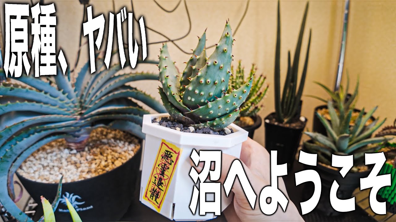 Are all of these aloe?! These magnificent wild aloe plants are