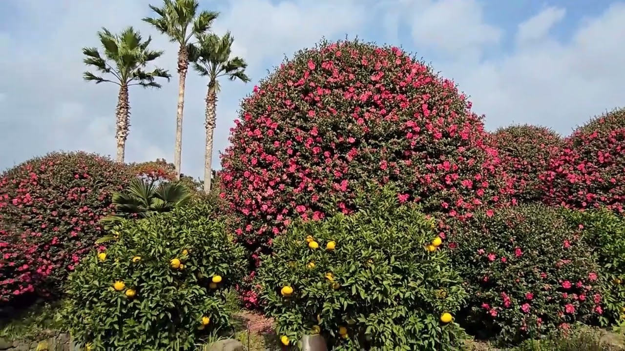 동백꽃이 피었습니다  제주