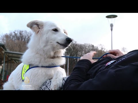 Video: Upalne Lezije U Koštanoj Srži Bolesnika S Reumatoidnim Artritisom: Morfološka Perspektiva