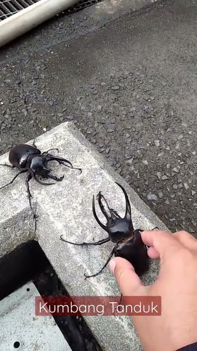 Kumbang Tanduk | Beetle