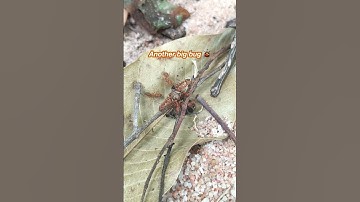 Weaver Ants haunting another big bug – Macro View #weaverants #macrophotography #asmr