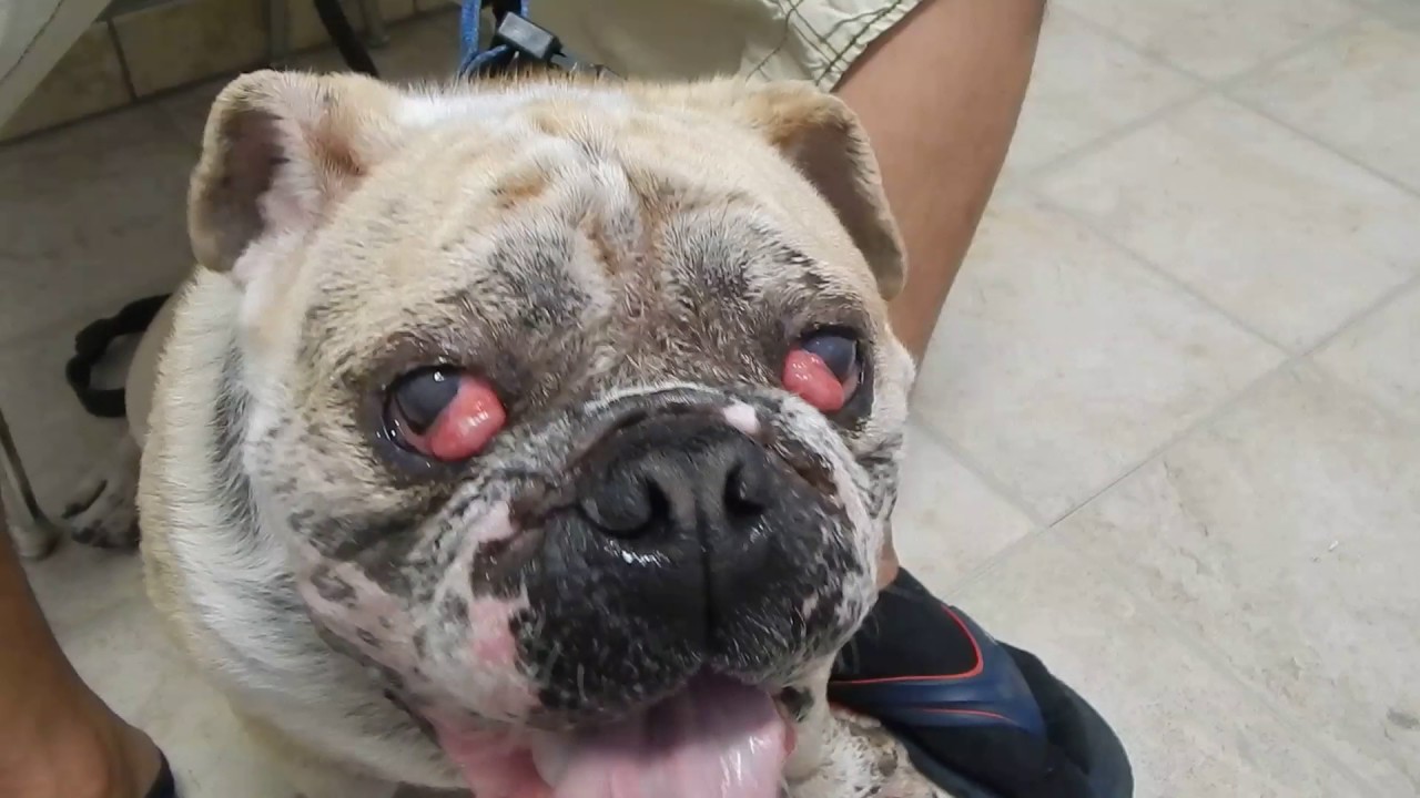 Cherry Eye in French bulldogs and Bulldogs Dr. Kraemer ...