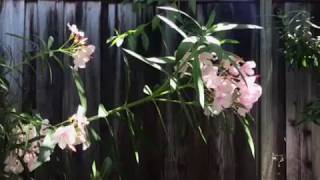 Oleander Time Lapse Oleander Obliteration