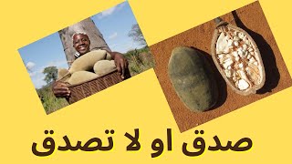 Baobab|التبلدي وعلاقته بالكوليسترول  #التبلدي وعلاج الكوليسترول#فيتامين_سي#مضادات الاكسده