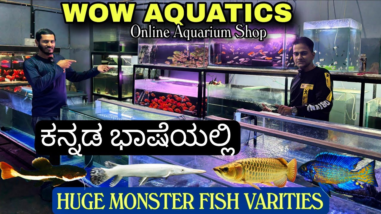 ಹೊಸ ಮೀನು ಸ್ಟಾಕ್ ನವೀಕರಣ Wow aquatic bangalore- Birds | Cats | Fish