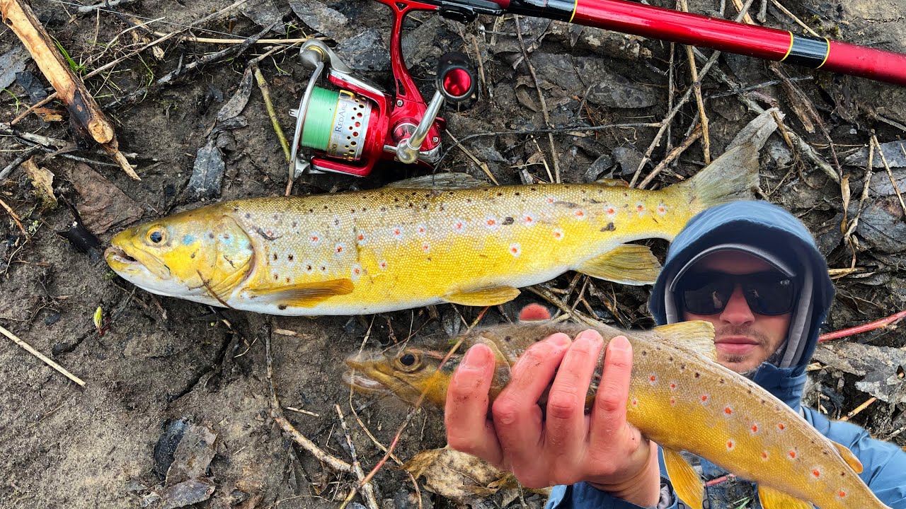 Первый трофей 2024 на поплавочную удочку. Спиннинг. Форель
