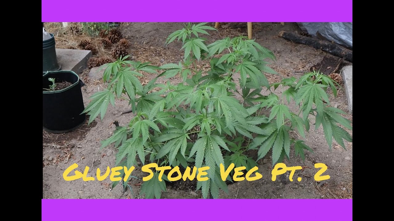 Gluey Stone Grow Series Ep. 2  Outdoor Veg-  ( Cannabis Grow Journey)