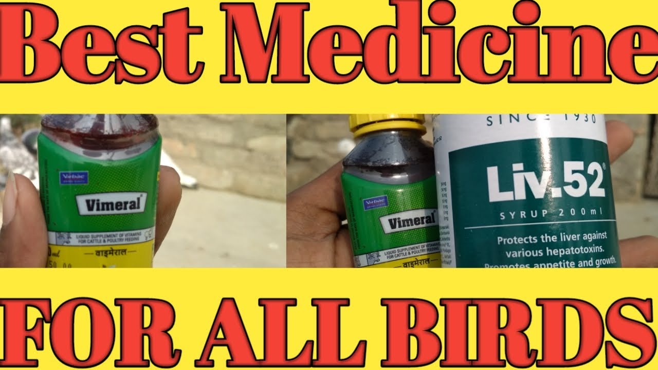 Effective Medicine for All Birds Vimeral Liv52 YouTube