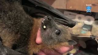 Rescuing a juvenile flying-fox trapped on a balcony deck:  this is Carrie