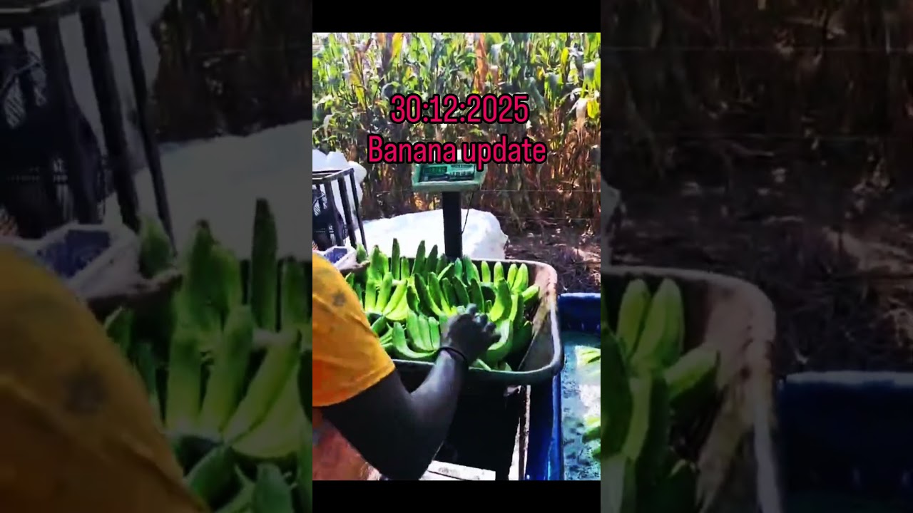 Banana update ( first and second పంటలు) 