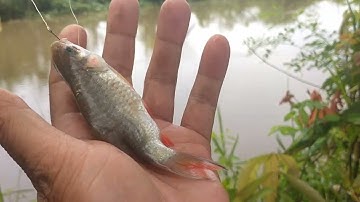 Nay trở lại bãi câu quyền thoại câu cá mè vinh cá ăn liền tục dính luôn cá chim trắng 