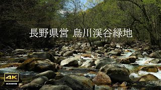 4K + 自然環境音【復活版】鳥川渓谷緑地  雪解け水が流れる鳥川の水音