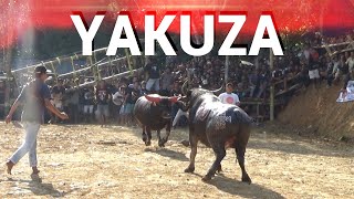 YAKUZA ||| inilah Salah Satu Kerbau Di Toraja yang sangat di Takuti Pada Masanya