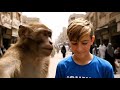 روضي البتك مختفي 